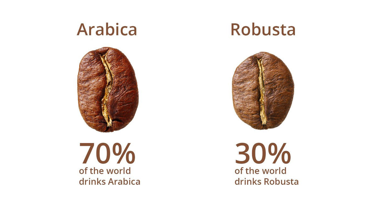 Coffee Tips Distinguish Arabica Bean from Robusta Bean The Cafematic
